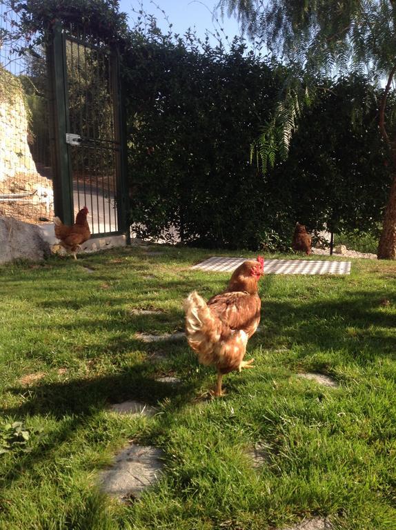 Agriturismo Da Lui Bordighera Dış mekan fotoğraf